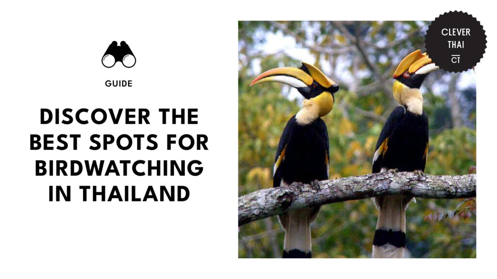 best-birdwatching-spots-thailand-banner